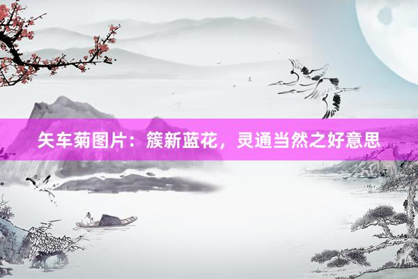 矢车菊图片：簇新蓝花，灵通当然之好意思