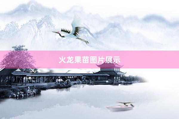 火龙果苗图片展示